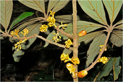 Actinodaphne bourdillonii